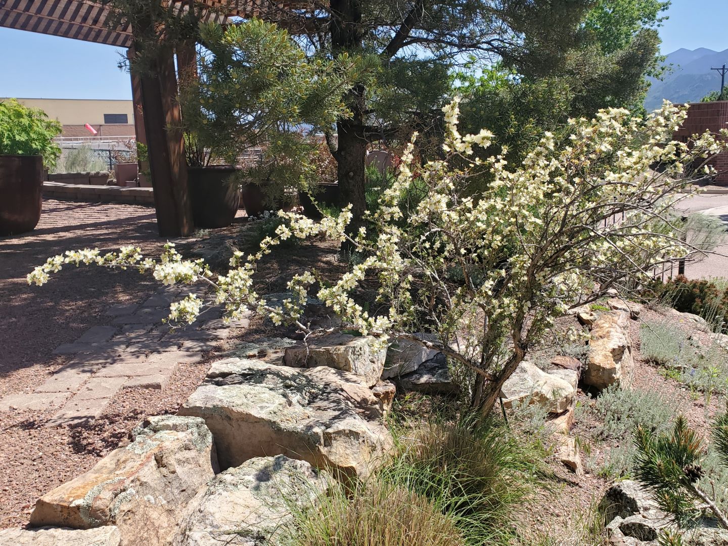 Stansbury's Cliffrose